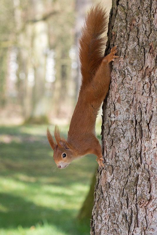 欧亚红松鼠(Sciurus vulgaris)